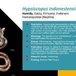 Ular endemik Sulawesi ini populernya disebut ular air ekor pipih.. Foto: brin