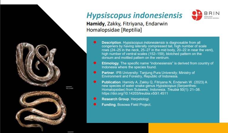 Ular endemik Sulawesi ini populernya disebut ular air ekor pipih.. Foto: brin