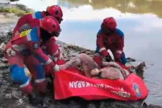 Suasana evakuasi sejumlah petugas Damkar yang berhasil menemukan korban pria hanyut bernama Ahmad Sahyu, 31, di Banjir Kanal Timur (BKT) di Jalan Inspeksi, RT 03/03, Ujung Menteng, Cakung, Jakarta Timur, pada Jumat (2/2) siang. Foto: Ist