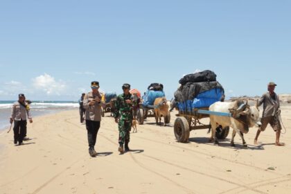 Menggunakan sapi, Dandim 0422/LB, Letkol Inf Rinto Wijaya dan Kapolres Pesisir Barat, AKBP Alsyahendra kawal logistik pemilu ke daerah pedalaman di Kecamatan Bengkunat. Foto: Kodim 0422/LB