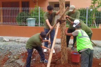 Petugas gabungan dan Suku Dinas Pertamanan dan Hutan Kota (Sudin Tamhut) Jakarta Timur menanam 15 pohon Tabebuya di akses Stasiun KCIC Halim, Kelurahan Kebon Pala, Makasar, Jumat (16/2). Foto: Ist