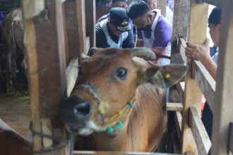 Penjabat Gubernur Sulsel, Bahtiar Baharuddin, dibantu oleh Petugas peternakan kecamatan menyuntikkan sperma sapi simental ke ternak warga.