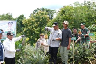 Penjabat Gubernur Sulsel, Bahtiar Baharuddin, melakukan penanaman sekaligus panen nanas di Dusun Bette, Desa Jangan-Jangan, Kecamatan Pujananting, Kabupaten Barru, Jumat, 22 Maret 2024. Foto: Ist