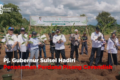 Pj. Gubernur Sulsel Hadiri Penanaman Perdana Pisang Cavendish di Gowa