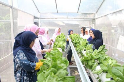Kelompok Wanita Tani (KWT) Kampung Hijau Kemuning yang menerapkan pengembangan dan budi daya tanaman hidroponik di Kecamatan Curug, Kelurahan Binong, Kabupaten Tangerang. Foto: Dok BRI