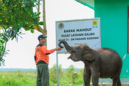 PLN Indonesia Power Unit Bisnis Pembangkitan (UBP) Keramasan bersama Balai Konservasi Sumber Daya Alam (BKSDA) Provinsi Sumatra Selatan dirikan fasilitas penunjang berupa Barak Mahout sebagai pusat latihan gajah (PLG) yang berlokasi di Padang Sugihan, Sumatra Selatan. Foto: Dok PLN