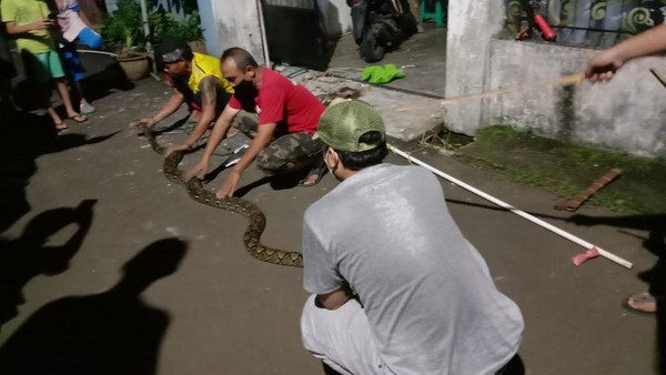 Warga Lengkong Gudang, Kecamatan Serpong, Selasa (19/3) dini hari, menangkap Penangkapan ular sanca batik sepanjang 4 meter.(Istimewa