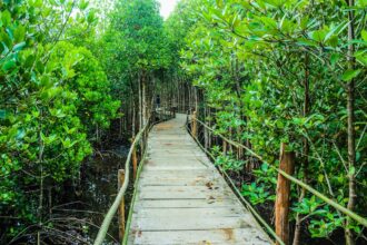 Ilustrasi hutan mangrove. Foto: iconcom / pexels