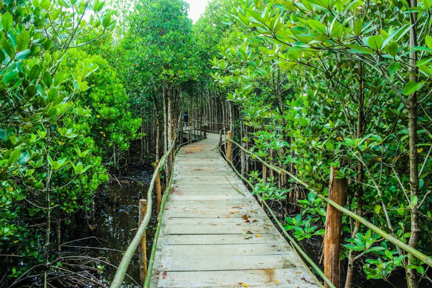 Ilustrasi hutan mangrove. Foto: iconcom / pexels