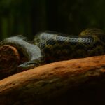 Ilustrasi. Ular Anaconda. Foto: Stuti / Pexels