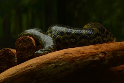 Ilustrasi. Ular Anaconda. Foto: Stuti / Pexels