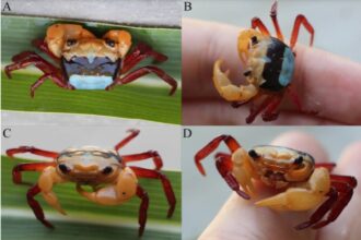Kepiting tiga warna asal Kalbar. Foto: Noplentinus,via brin