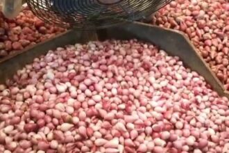 Pedagang pasar dan pembeli mengeluhkan adanya kenaikan harga bawang. Foto: Dok/ipol.id