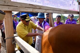 Penjabat Gubernur Sulawesi Selatan, Bahtiar Baharuddin dalam pelaksanaan program Inseminasi Buatan (IB) di Kecamatan Cina, Kabupaten Bone. Foto: Pemprov Sulawesi Selatan