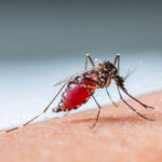 Ilustrasi nyamuk Aedes Aegypti pembawa virus DBD. Foto: pexels