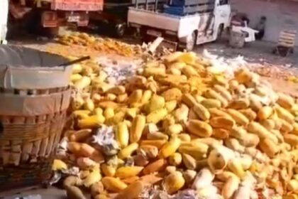 Puluhan ton buah pepaya berserakan terbuang sia-sia di Pasar Induk Kramat Jati, Jakarta Timur, pada Selasa (23/4) siang. Foto: Joesvicar Iqbal/ipol.id