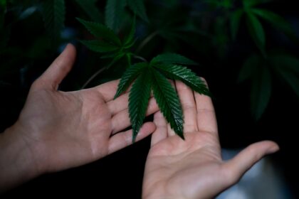 Ilustrasi daun ganja. Foto: kindel media / pexels