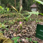 Zingiberaceae Indonesia memiliki keragaman spesies dan endemisitas yang tinggi. Foto: brin