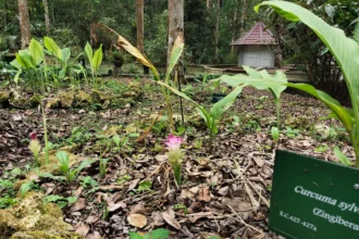 Zingiberaceae Indonesia memiliki keragaman spesies dan endemisitas yang tinggi. Foto: brin