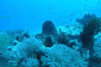 Foto : Potret destinasi wisata bawah laut di Kutai Kartanegara