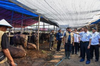 Ilustrasi hewan kurban yang diawasi secara ketat kesehatannya.(foto ipol.id)