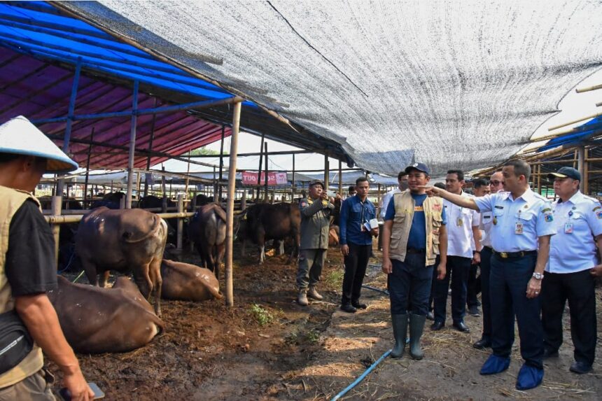 Ilustrasi hewan kurban yang diawasi secara ketat kesehatannya.(foto ipol.id)