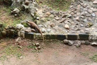 Komodo menjadi koleksi satwa langka yang saat ini dimiliki Taman Margasatwa Ragunan (TMR), Pasar Minggu, Jakarta Selatan. Foto: Joesvicar Iqbal/ipol.id