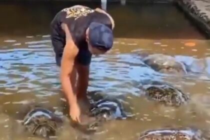 Ilustrasi budi daya hewan penyu. Foto: Tangkap layar video Instagram @infoserangan