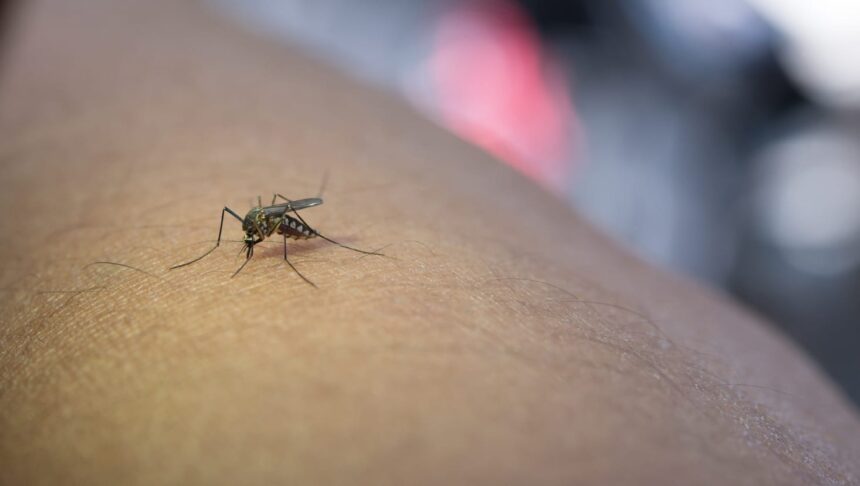Ilustrasi - Gigitan nyamuk aedes aegypti menjadi pemicu penyakit Demam Berdarah Dengue (DBD). Foto: Freepik
