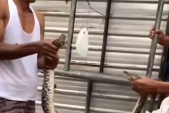 Warga saat menangkap ular piton. Foto: Instagram @info.negri
