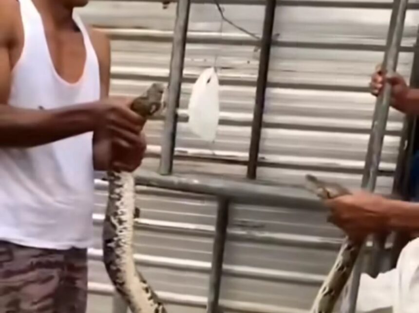 Warga saat menangkap ular piton. Foto: Instagram @info.negri