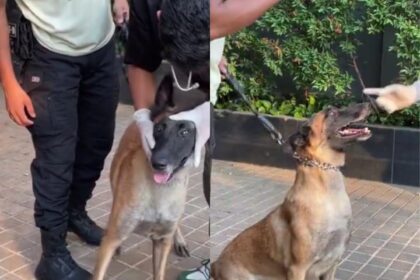 Anjing penjaga Plaza Indonesia diperiksa setelah dipukul Security. Foto: X, @moonchildfams (tangkap layar)