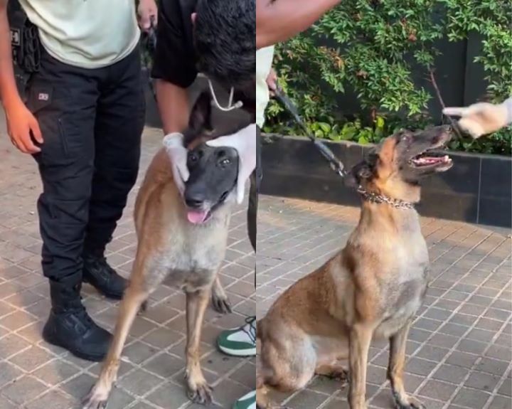 Anjing penjaga Plaza Indonesia diperiksa setelah dipukul Security. Foto: X, @moonchildfams (tangkap layar)