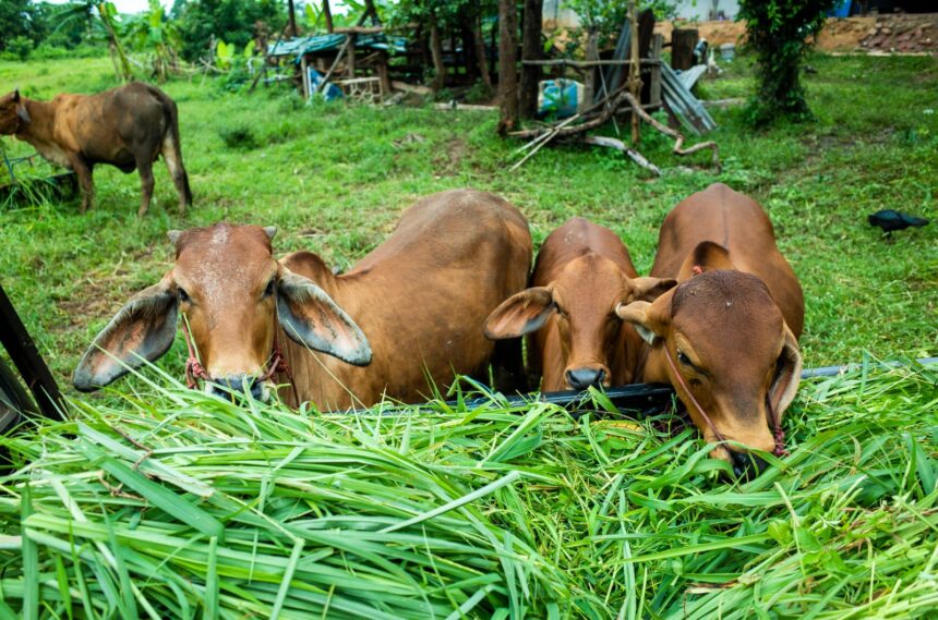 Ilustrasi - Sejumlah sapi diberikan pakan rumput di sebuah peternakan budidaya sapi. Foto: Freepik