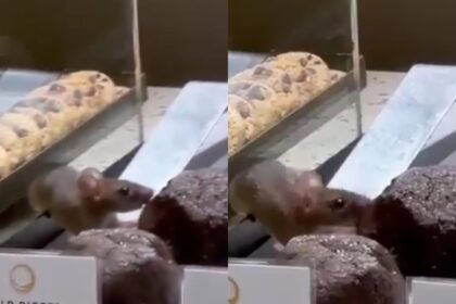 Tikus saat menggerogoti kue di Dough Lab PIK Jakarta. Foto: IG @heraloebss (tangkap layar)