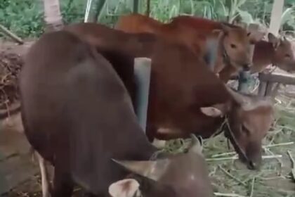 Sejumlah ekor sapi yang siap untuk dikurbankan lebih dulu dilakukan pemeriksaan oleh petugas Dinas Ketahanan Pangan, Kelautan dan Perikanan (KPKP) DKI Jakarta. Foto: Ist