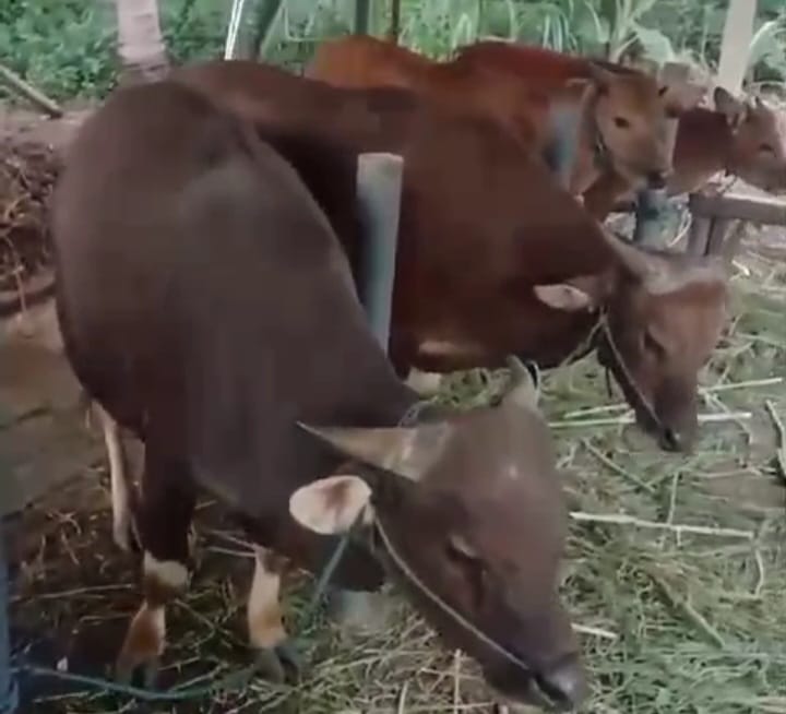 Sejumlah ekor sapi yang siap untuk dikurbankan lebih dulu dilakukan pemeriksaan oleh petugas Dinas Ketahanan Pangan, Kelautan dan Perikanan (KPKP) DKI Jakarta. Foto: Ist