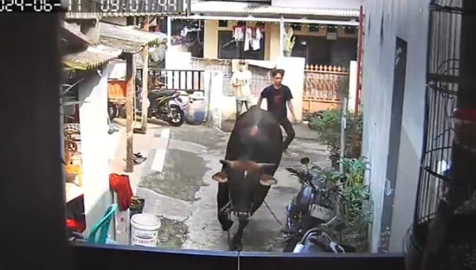 Seekor sapi berbobot 710 kilogram (kg) mengamuk saat hendak dikurbankan di permukiman warga di Gang Hj. Minah 1, Kalisari, Pasar Rebo, Jakarta Timur, pada Senin (17/6/2024) sekitar pukul 09.07 WIB. Foto: Tangkapan layar CCTV