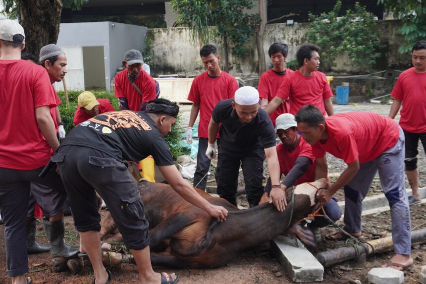 Bakrie Group melalui Bakrie Amanah Salurkan 157 Hewan Kurban di Hari Raya Idul Adha 1445 H. Foto/ist