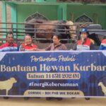 Pertamina Grup berbagi kebahagiaan dengan menyalurkan sekitar 4.493 hewan kurban di seluruh Indonesia. Rinciannya, sebanyak 2.027 sapi, 2465 ekor kambing/domba dan 1 kerbau. Foto: Dok Pertamina