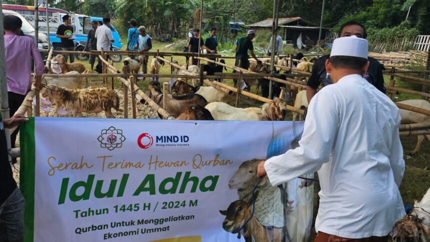 MIND ID menyalurkan sekitar 133 ekor hewan kurban yang terdiri dari 103 ekor sapi dan 30 ekor kambing ke sejumlah wilayah Indonesia terutama di area operasi Grup MIND ID. Foto: Dok MIND ID