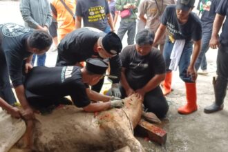 Ketua Umum DPP Forkabi, M Ihsan saat menyembelih hewan kurban. Foto: Dok pribadi