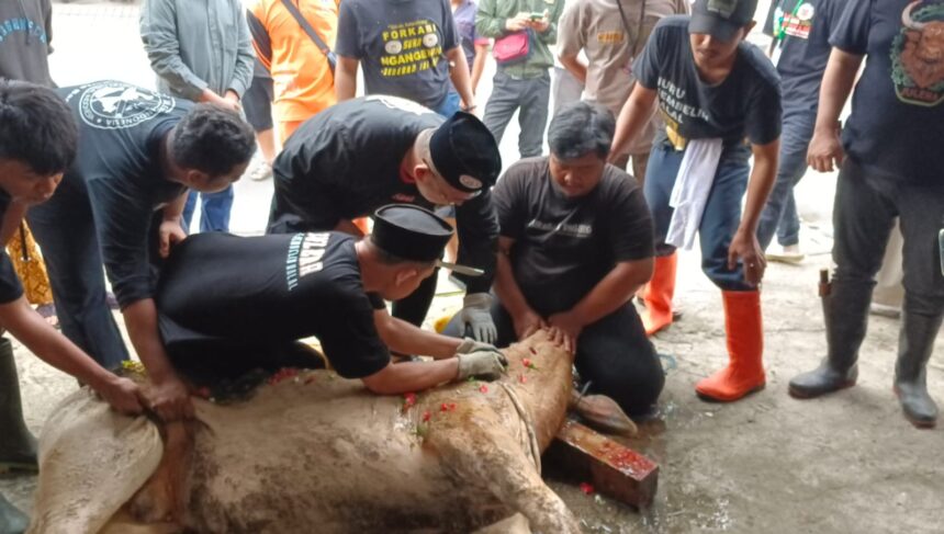 Ketua Umum DPP Forkabi, M Ihsan saat menyembelih hewan kurban. Foto: Dok pribadi