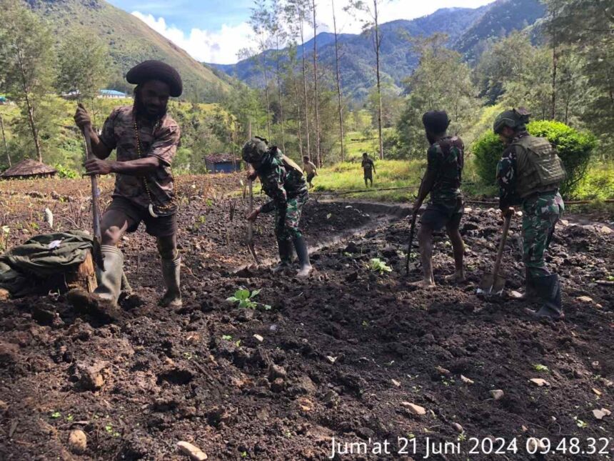 Kegiatan bercocok tanam antara Satgas Yonif 323/BP dengan masyarakat di Papua. Foto: Pen Satgas Yonif 323/BP