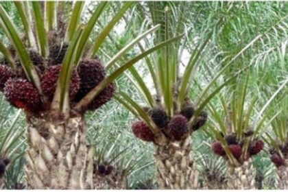 Pendekatan eradikasi dipandang sebagai solusi, karena eradikasi ini merupakan metode yang paling efektif untuk membasmi ganoderma yang merupakan momok utama tanaman kelapa sawit. Foto: Pemkab Probolinggo