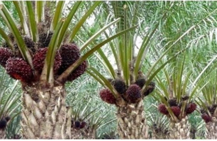Pendekatan eradikasi dipandang sebagai solusi, karena eradikasi ini merupakan metode yang paling efektif untuk membasmi ganoderma yang merupakan momok utama tanaman kelapa sawit. Foto: Pemkab Probolinggo