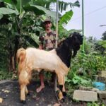 Seiring dengan bertambahnya anggota kelompok usaha kambing dalam satu klaster, Sukateno merasakan ikatan kerjasama yang meningkat antar sesama warga Desa Tambaksari, Kecamatan Sumbermanjing Wetan, Malang. Foto: Dok BRI