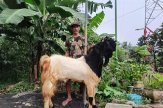 Seiring dengan bertambahnya anggota kelompok usaha kambing dalam satu klaster, Sukateno merasakan ikatan kerjasama yang meningkat antar sesama warga Desa Tambaksari, Kecamatan Sumbermanjing Wetan, Malang. Foto: Dok BRI