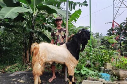 Seiring dengan bertambahnya anggota kelompok usaha kambing dalam satu klaster, Sukateno merasakan ikatan kerjasama yang meningkat antar sesama warga Desa Tambaksari, Kecamatan Sumbermanjing Wetan, Malang. Foto: Dok BRI