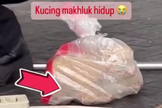 Kucing di GBK dimasukkan ke plastik. Foto: Instagram @ragamcerita.id